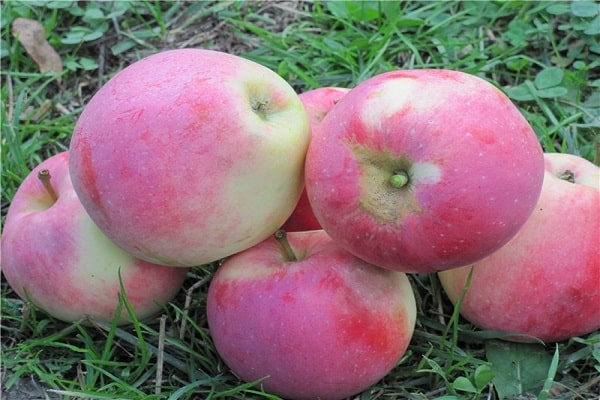  self-fruitless apples