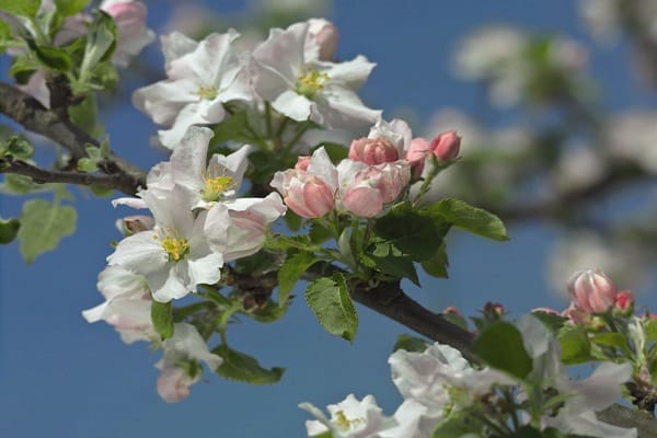 white bloom