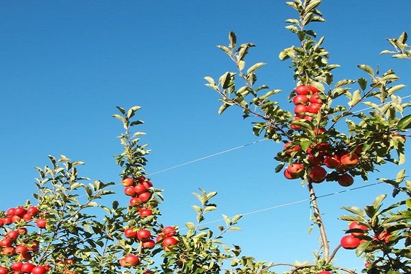 large branches