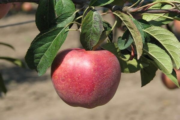 ripe royal