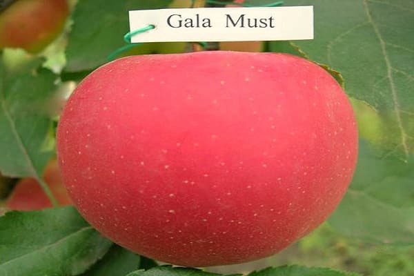 red fruit