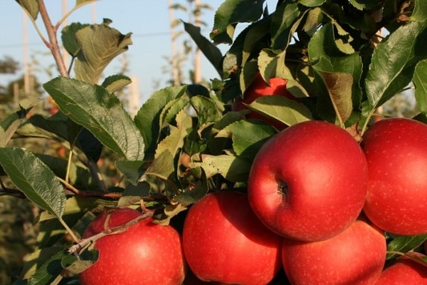 many apple trees