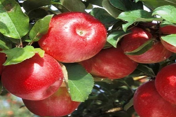 apples are wet