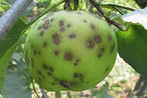 black spots