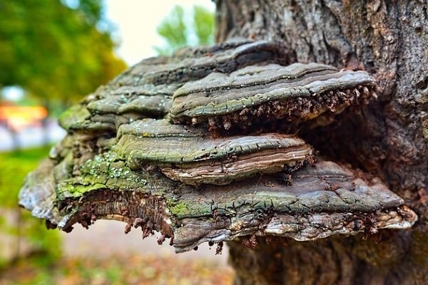 sprouted mushrooms