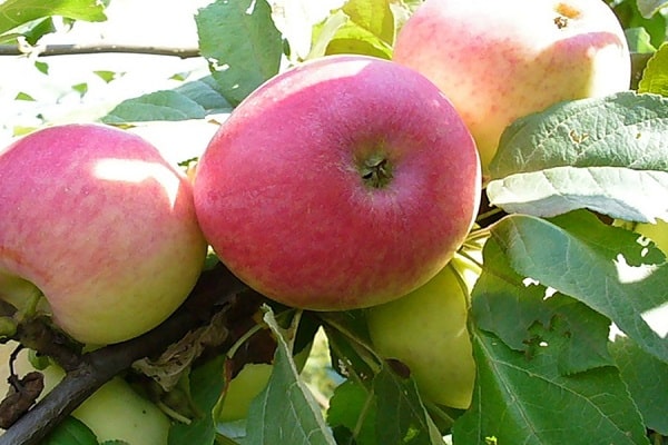 red fruits