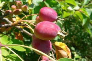 Description of varieties and varieties of Chinese apple trees, planting and care rules, growing regions