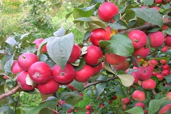 fruits fell in love