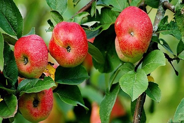slate apple