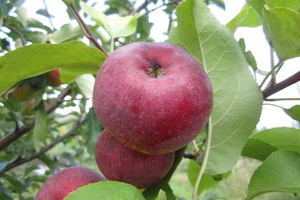 large berry