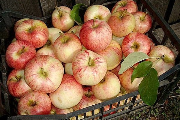 boîte à fruits