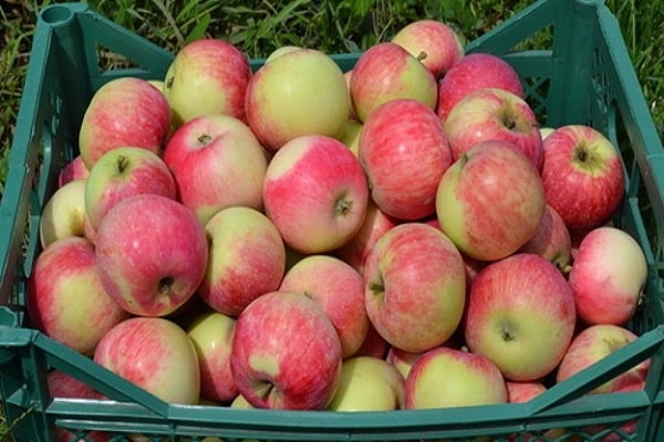 boîte de pommes