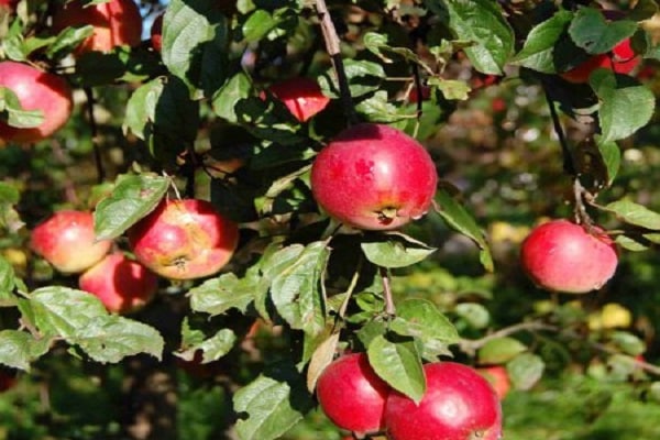 äpplemull