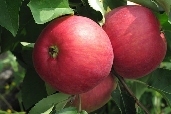 mognad och frukt