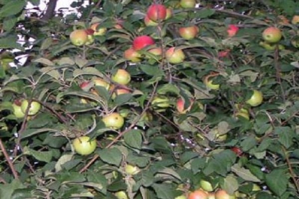 snabb sprutning