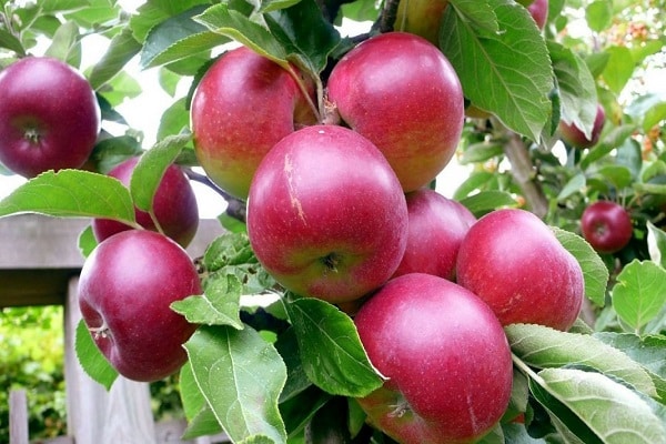 mogna frukter