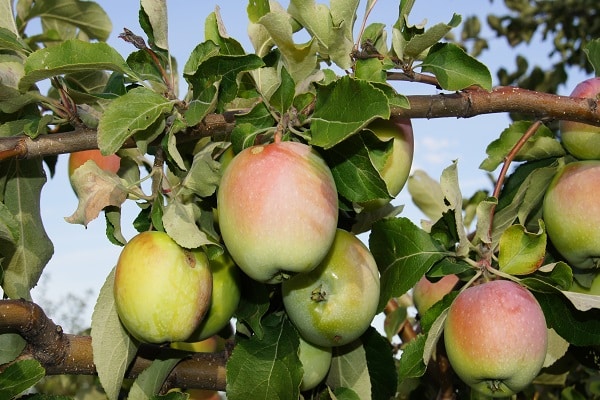 tinka auginti