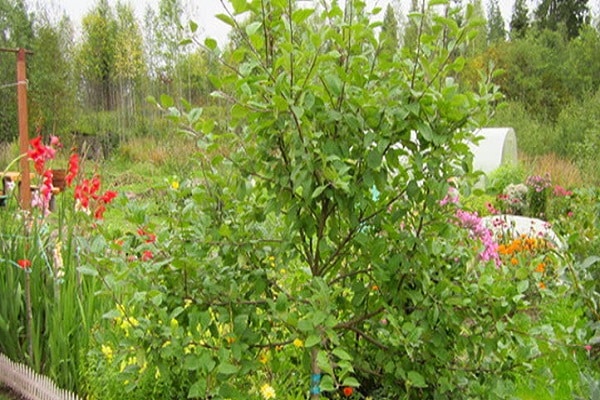 pruning