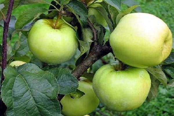 reife Ernte