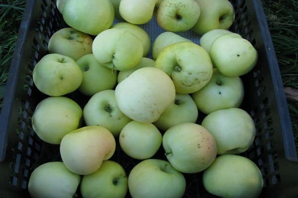 Vitamingehalt