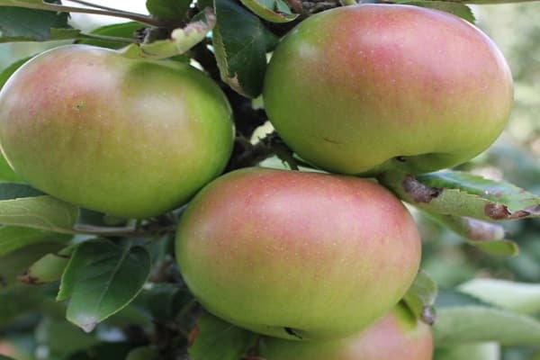 frühe Reife und hohe Produktivität