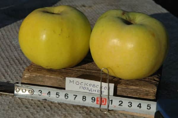Obstpodest