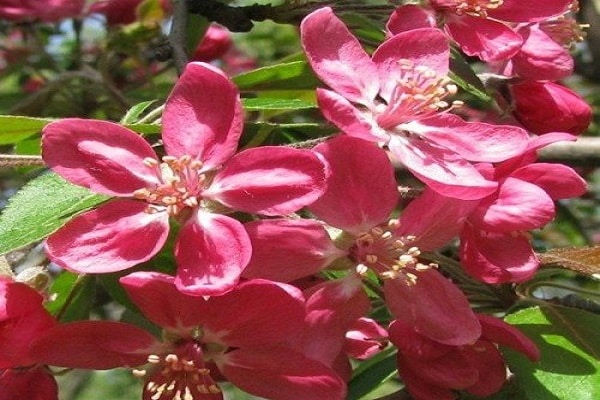 rote Blüte