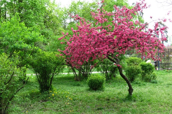 rosa Flut