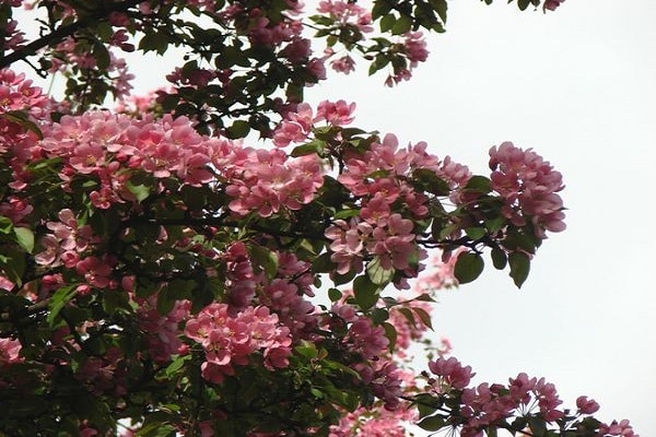 blühender Baum