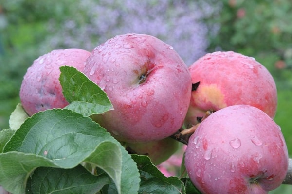 watering the apple tree