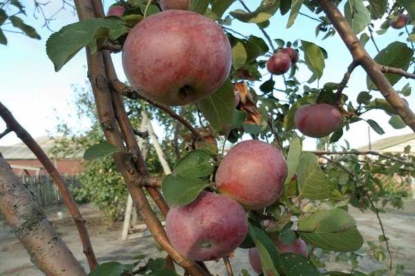 apple pruning
