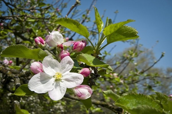 blooming flower