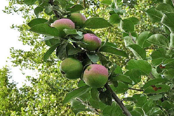 cultivation features