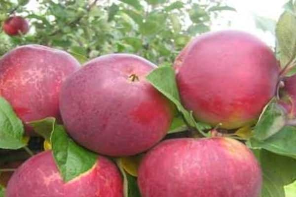 bountiful harvests