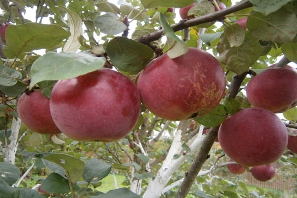 crown width