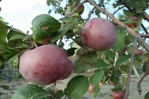 fruit on the tree