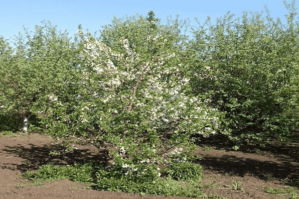 flowering tree