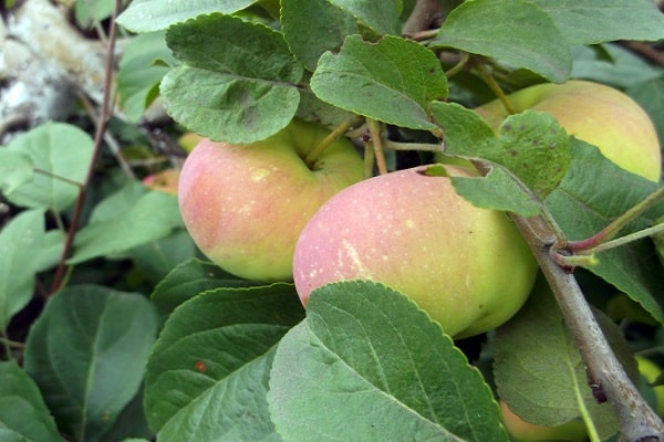 متنوعة التفاح