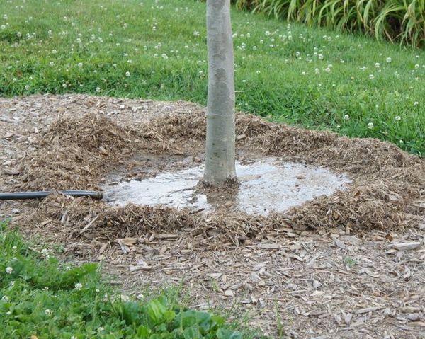den Apfelbaum gießen
