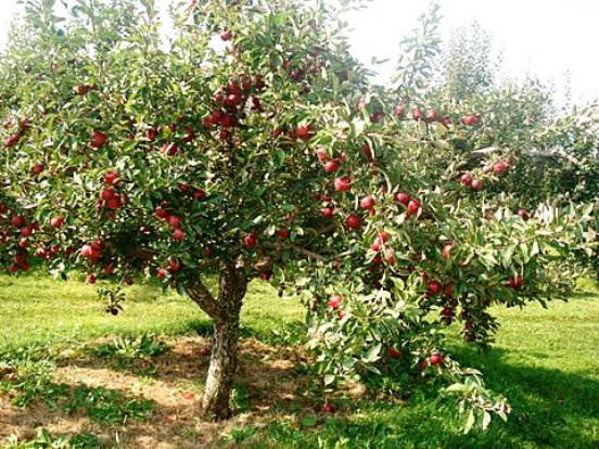 Apfelbaum Ruhm an die Gewinner