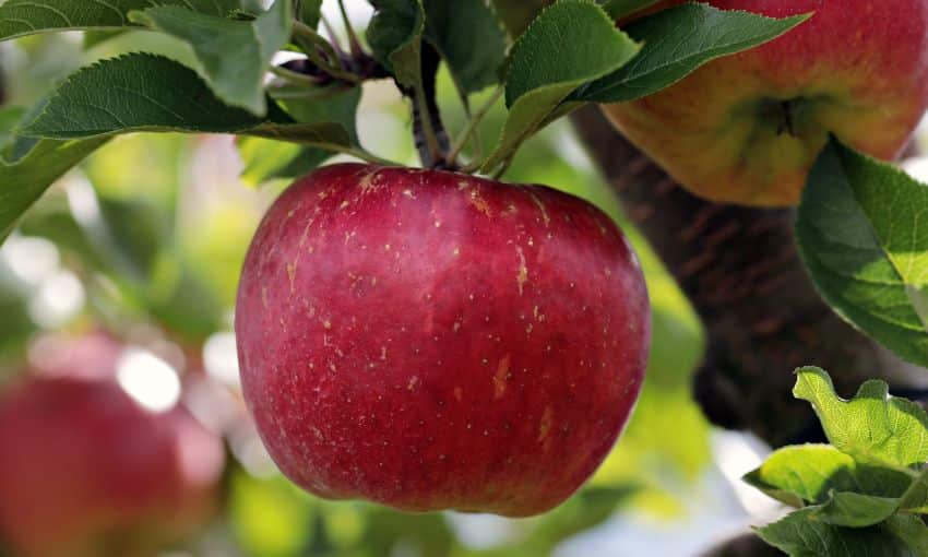 Apfelbaum Ruhm an die Gewinner