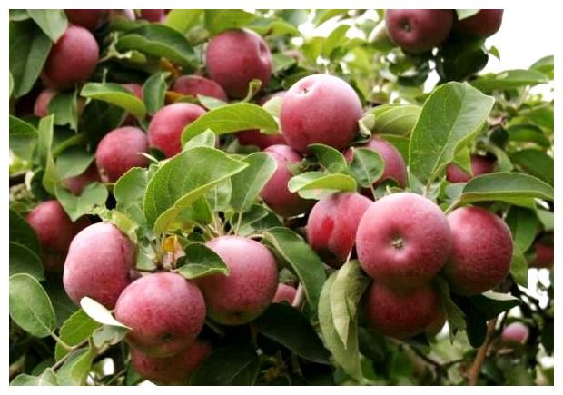 Apfelbaum Ruhm an die Gewinner
