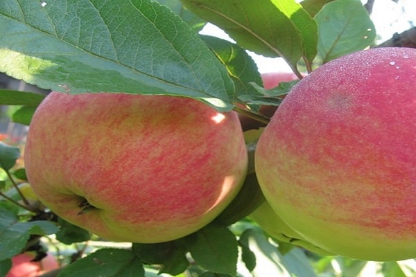 apple tree Tolunay