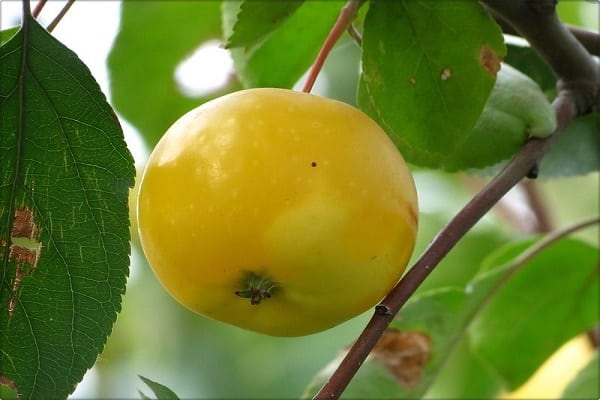 Apfel Bernstein
