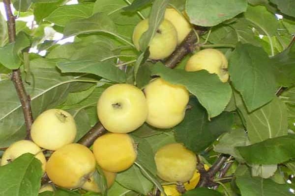 Fruchtqualität