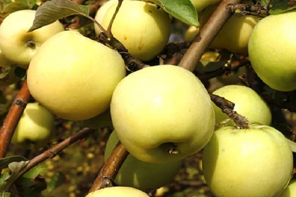 gebildete Krone