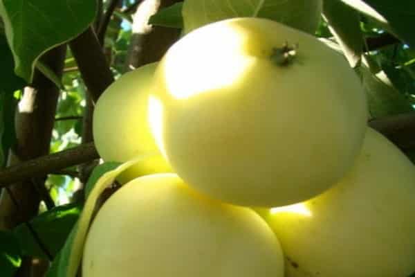 Äpfel reifen