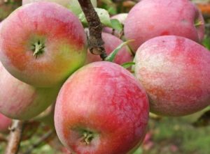 Descrição da variedade de macieiras Genebra, quando plantar e características de cultivo