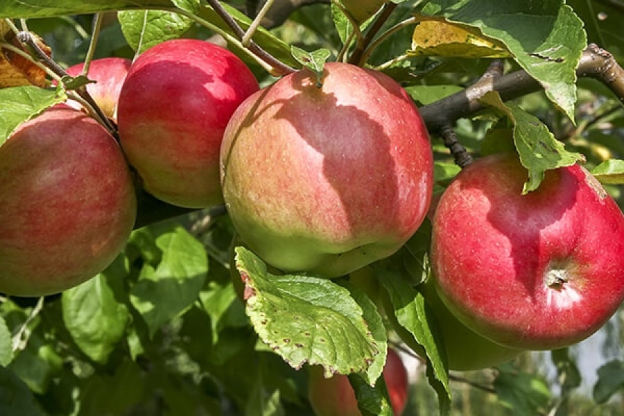 Apfelbaum Teppich