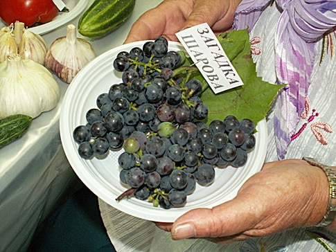 Traubenrätsel von Sharov